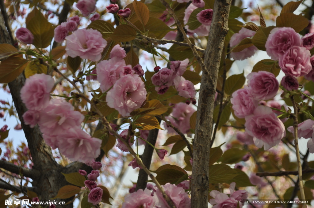 樱花