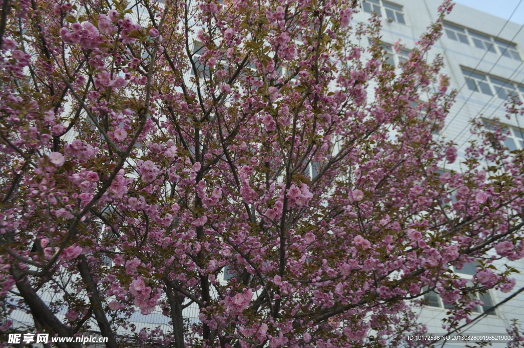 樱花
