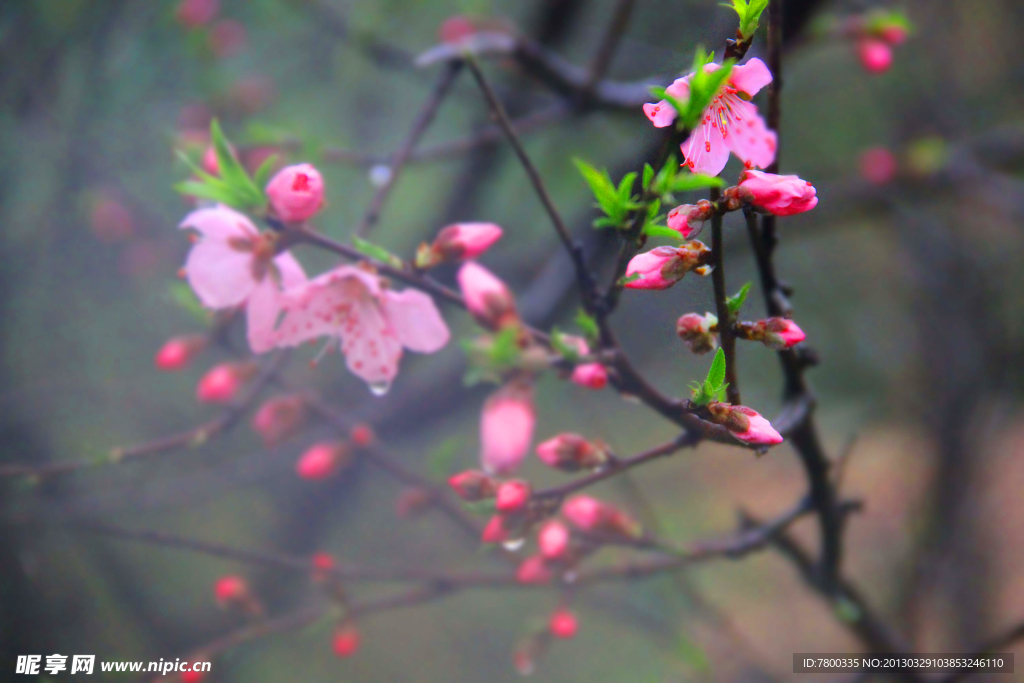 桃花