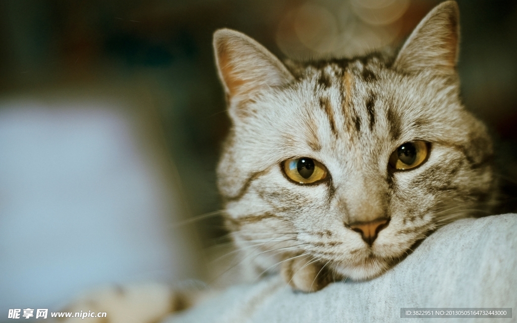 小猫
