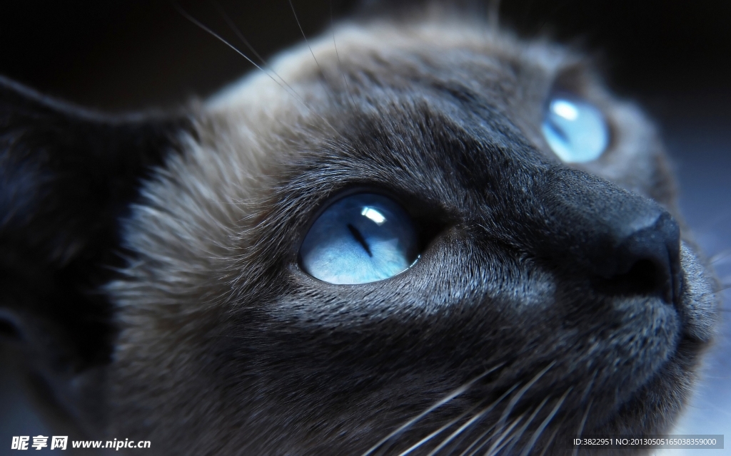 小猫