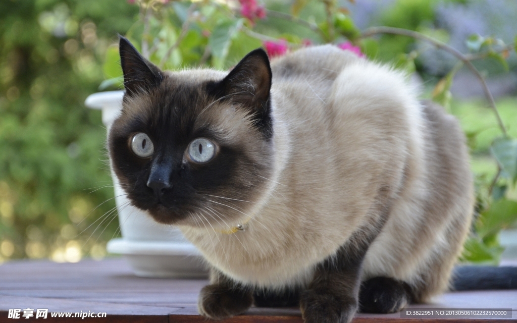 小猫