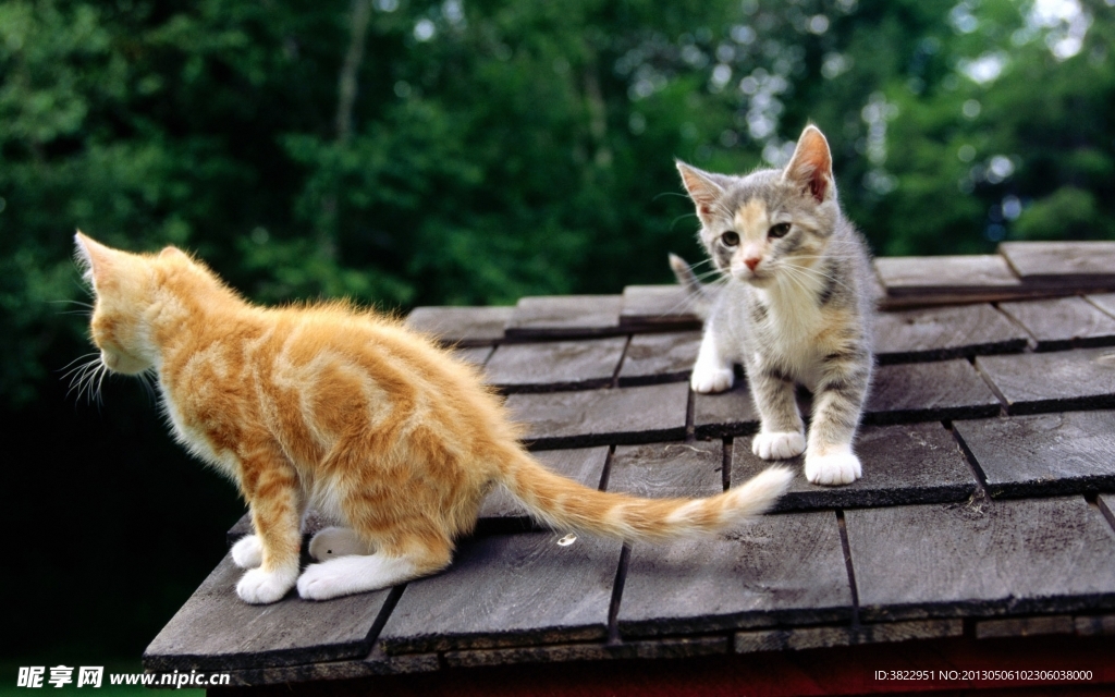 小猫