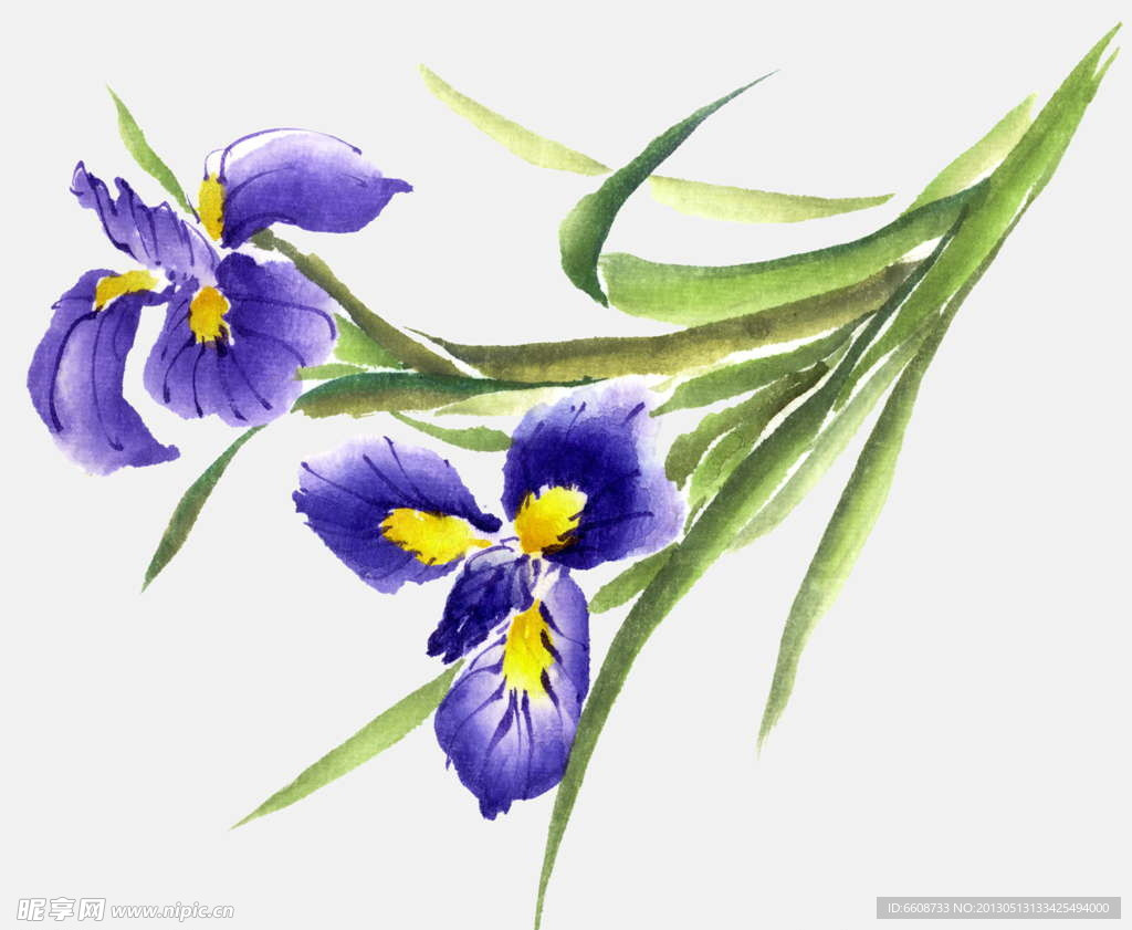 百合花