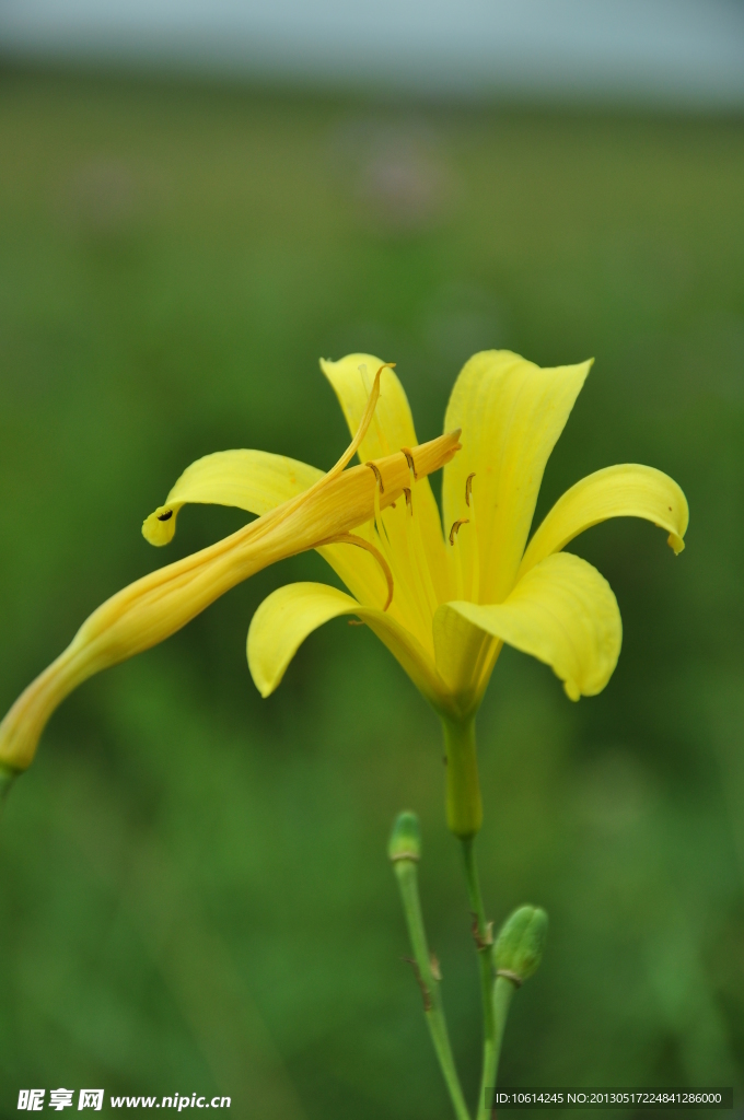 黄百合花