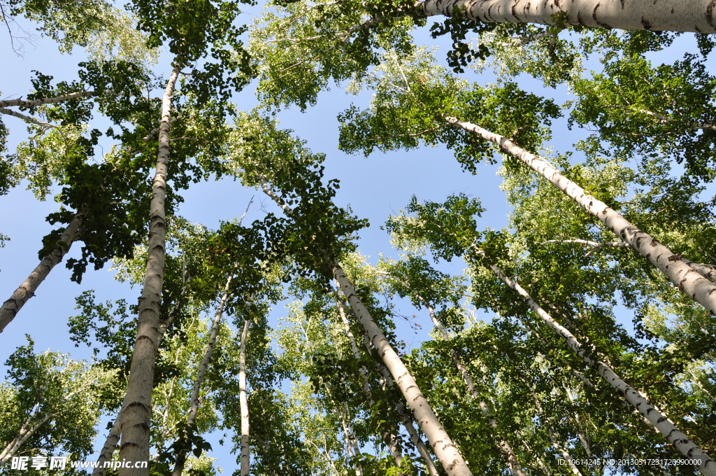 白桦林