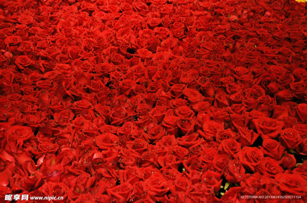 玫瑰花海