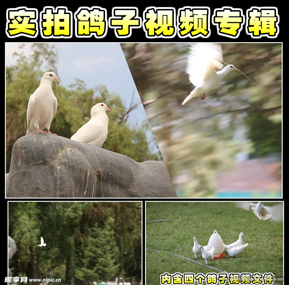 鸽子视频素材