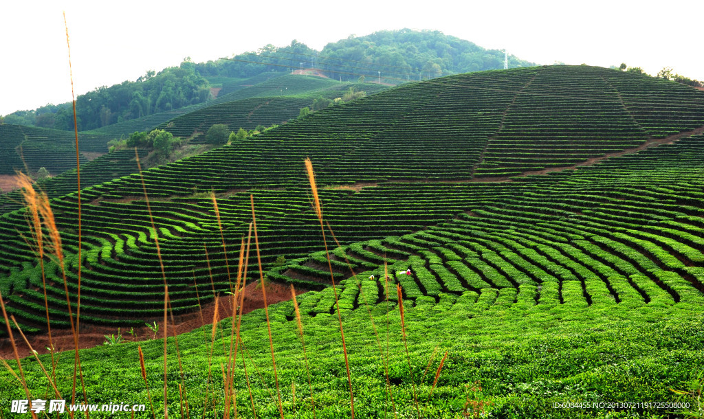 景迈古树茶茶山图片