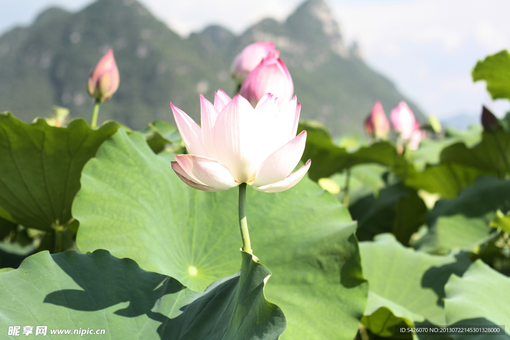 荷花风景（非高清）