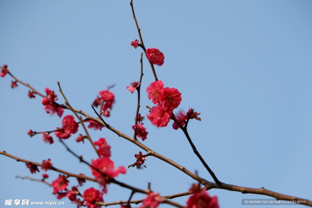 梅花