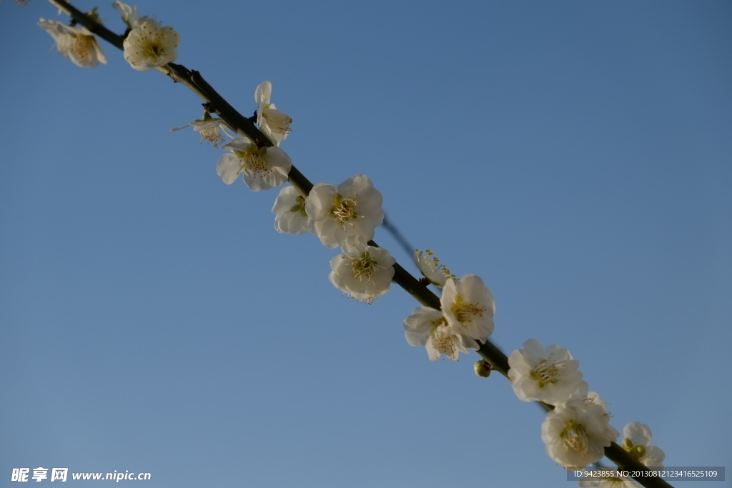 梅花