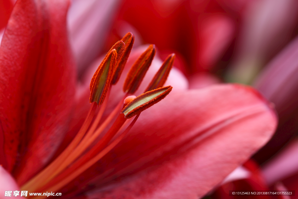 百合花