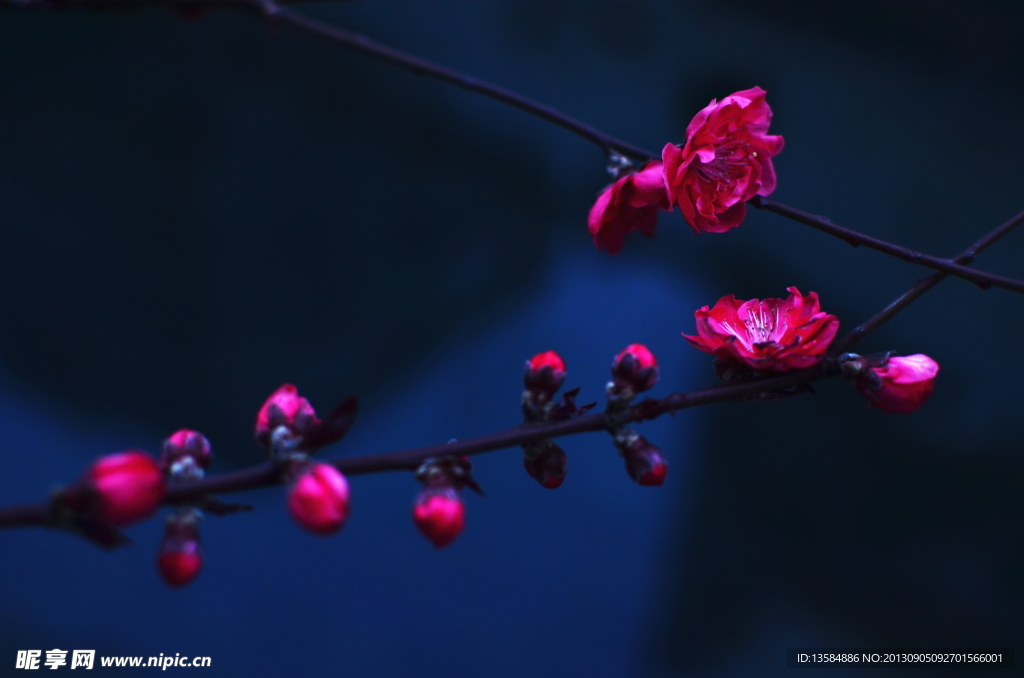 梅花