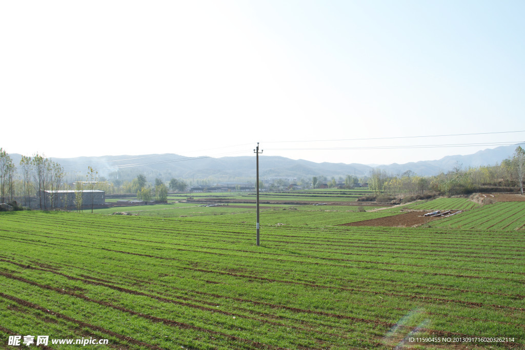 麦田