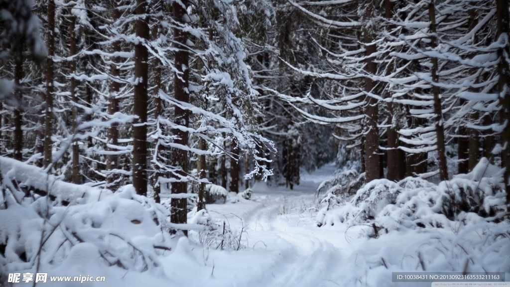 雪松