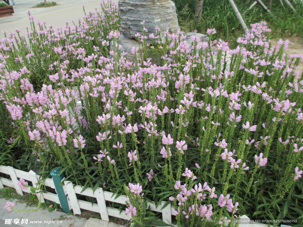 紫色的花