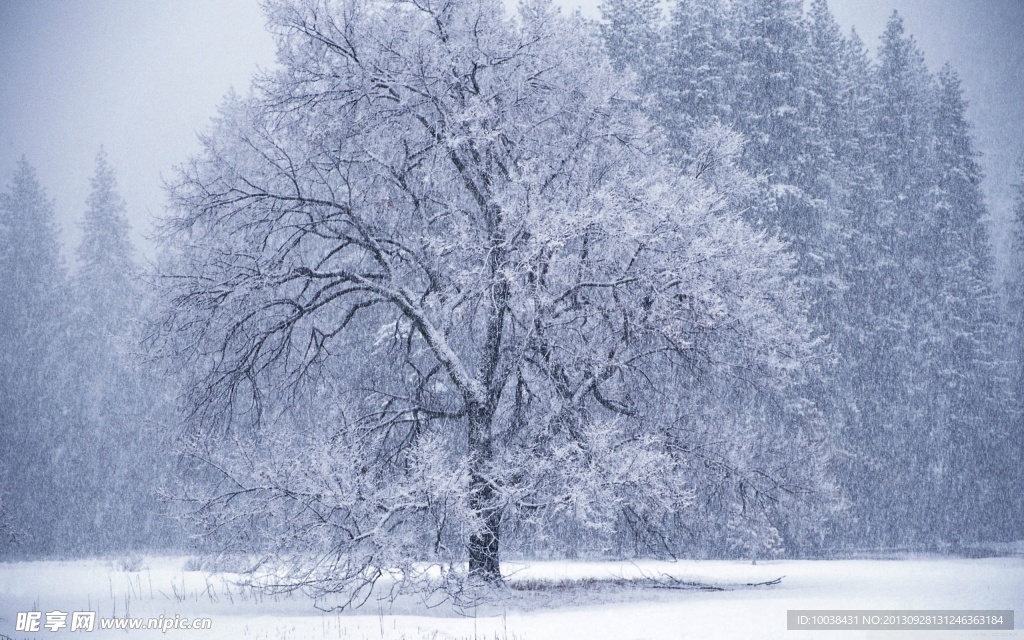 雪树