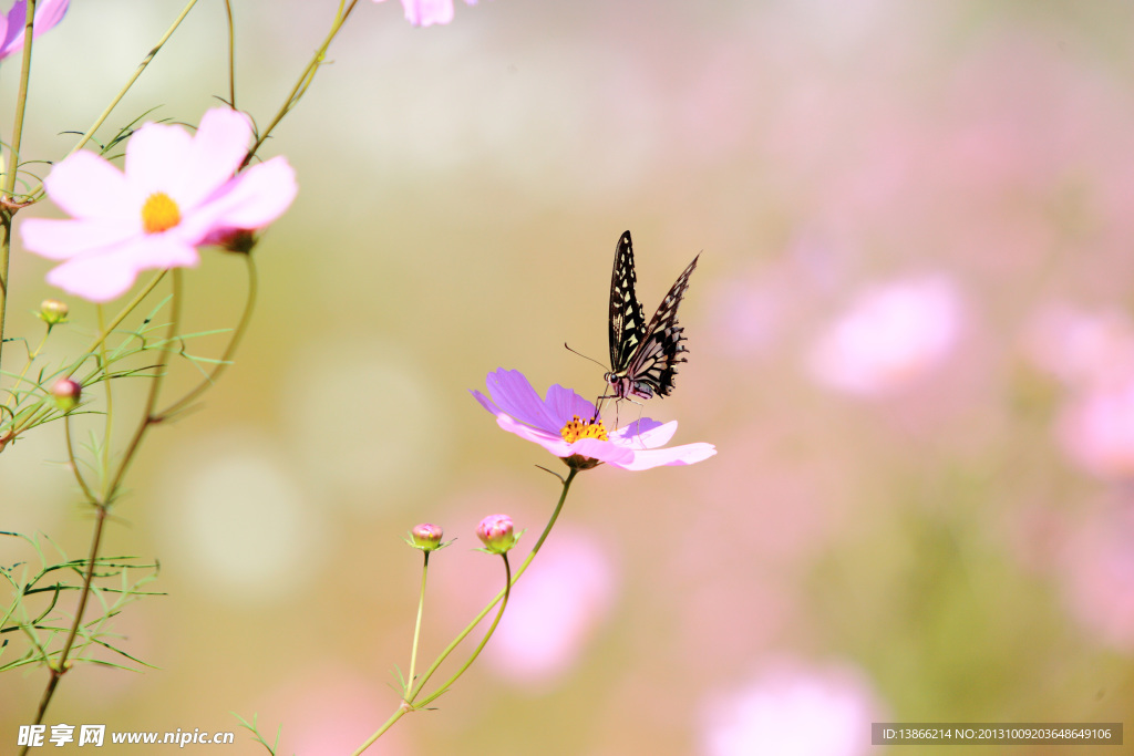 蝶恋花