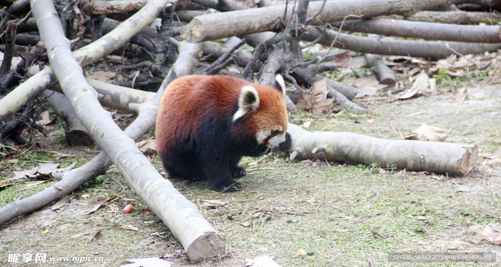 浣熊 小熊猫 小猫熊