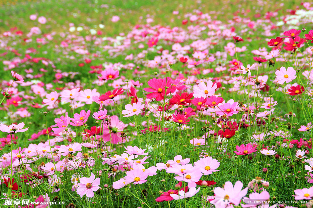格桑花