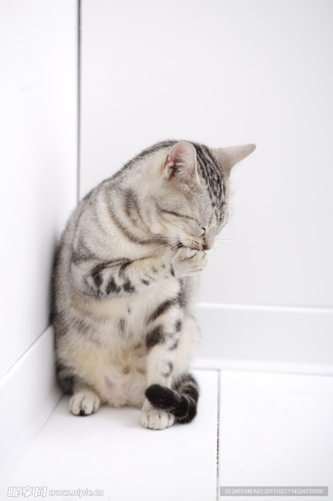 猫咪 宠物猫