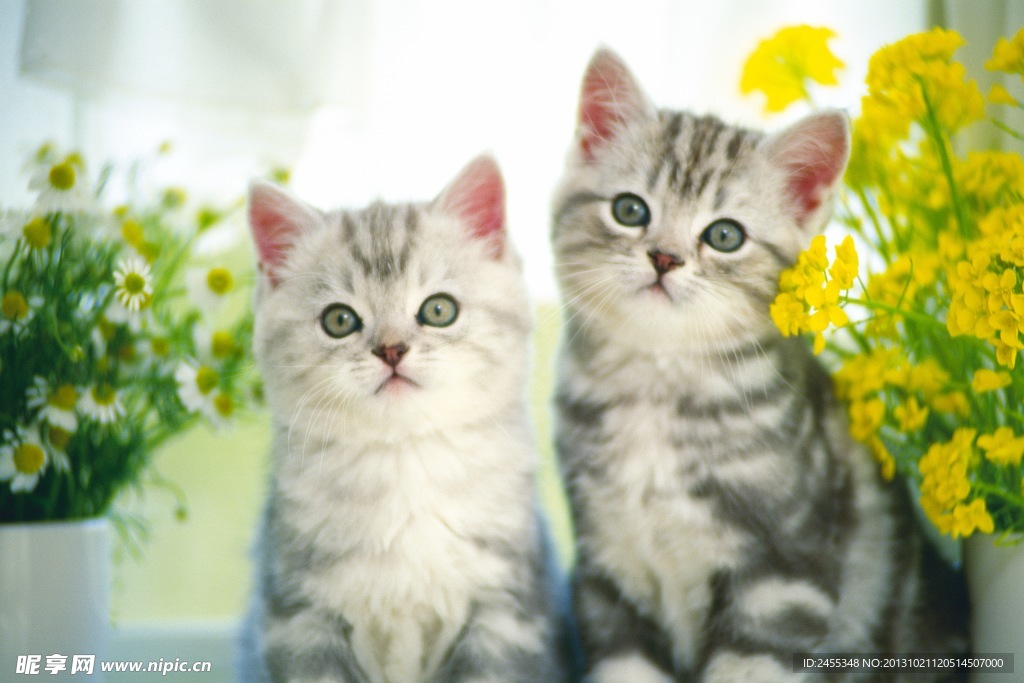 猫咪 宠物猫