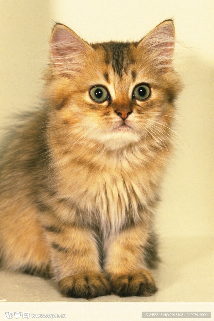 猫咪 宠物猫