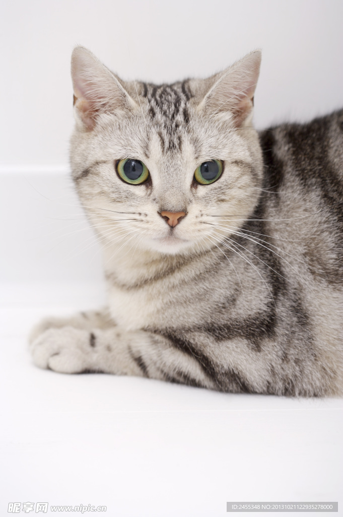猫咪 宠物猫