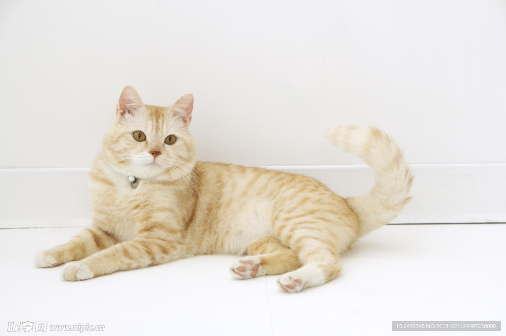 小狗 宠物猫