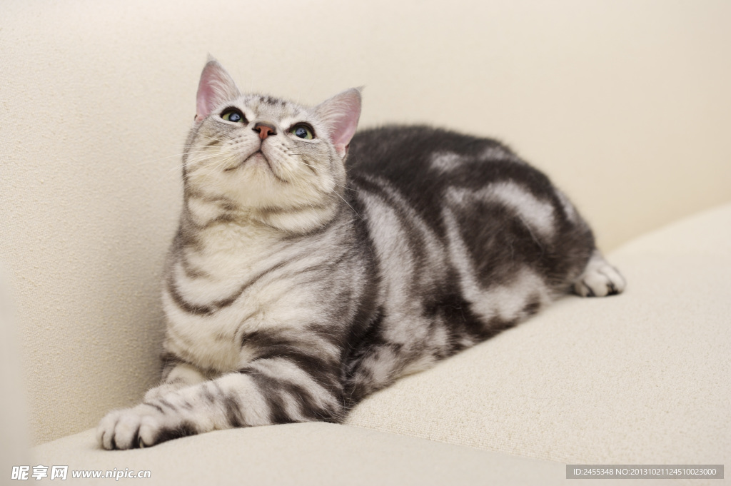 小狗 宠物猫