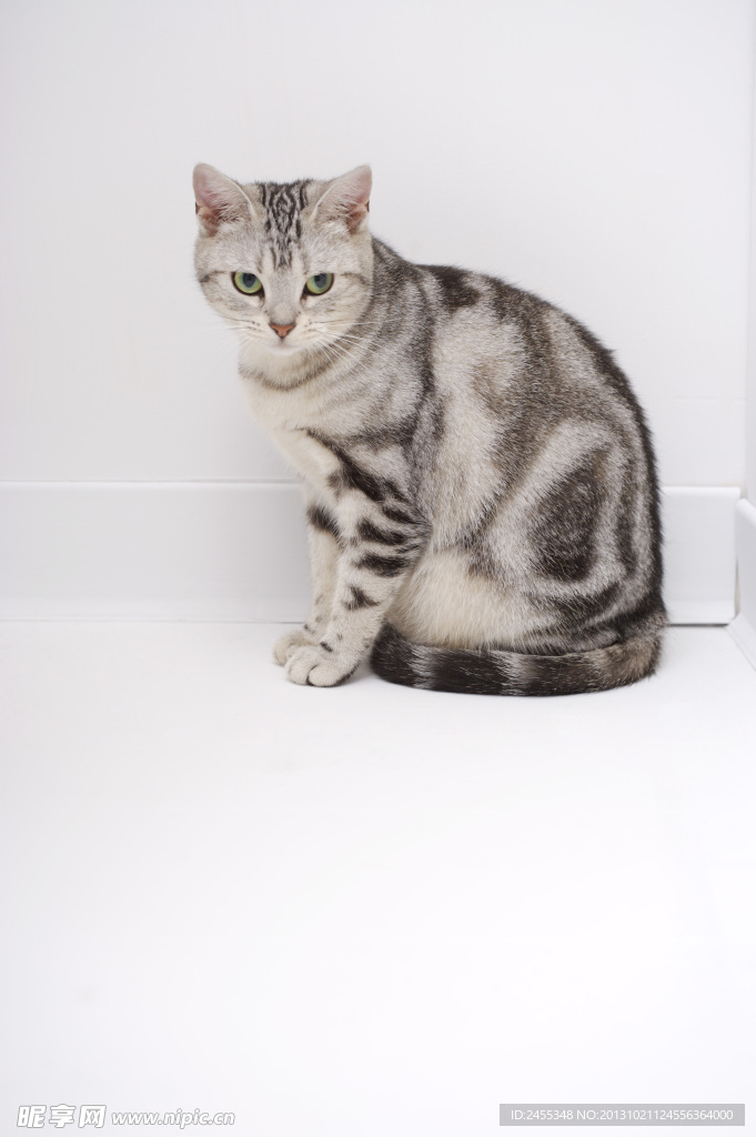 小狗 宠物猫