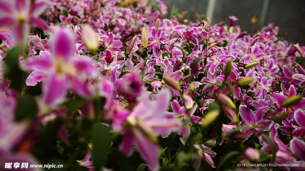 百合花