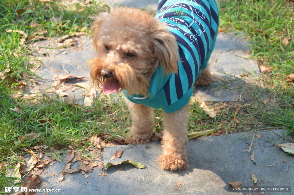泰迪 宠物狗 小狗