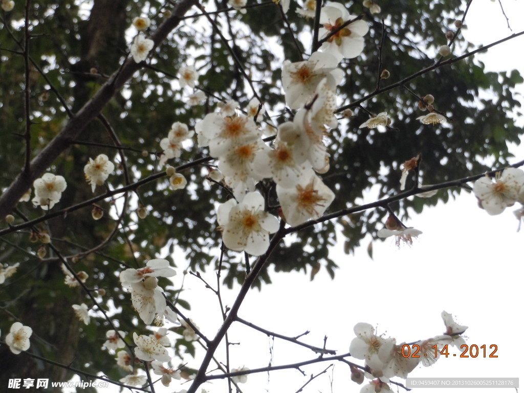 白色腊梅花