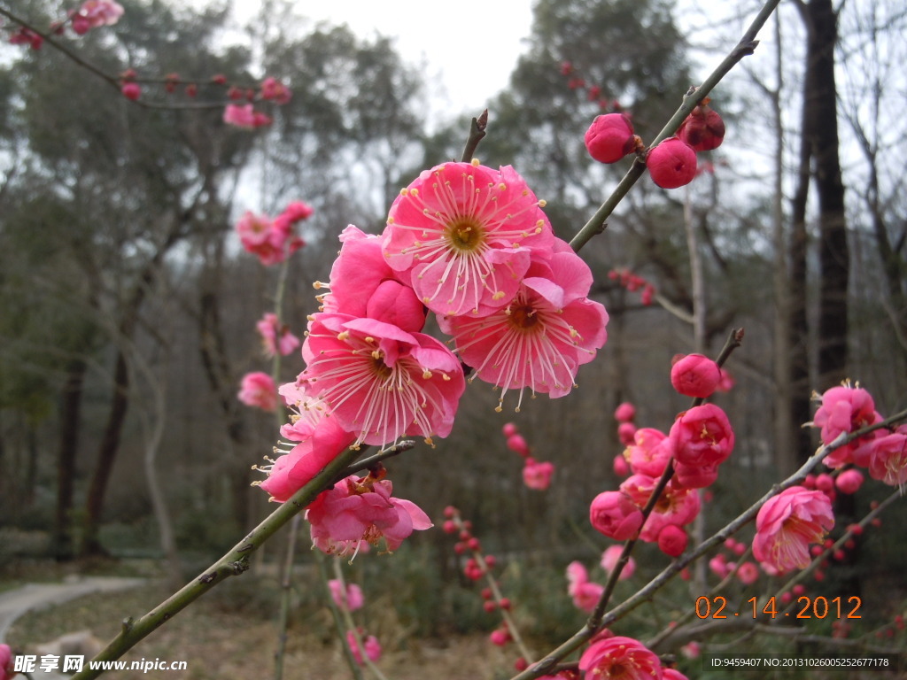 腊梅花