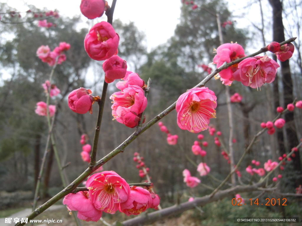 红梅花