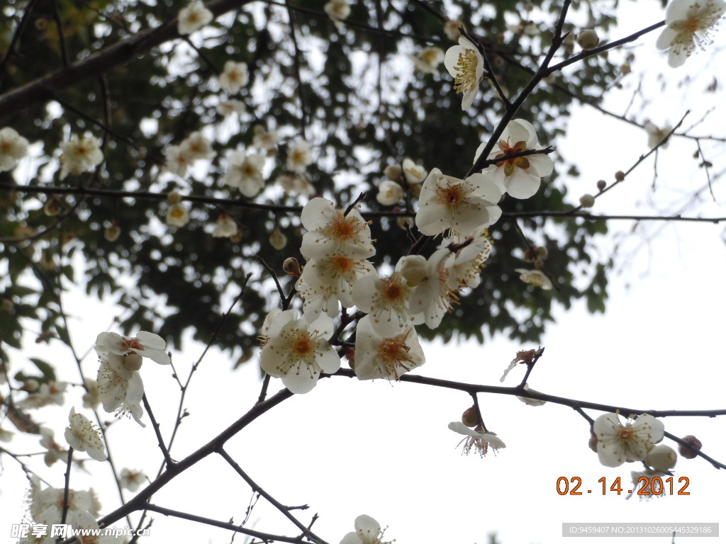 梅花