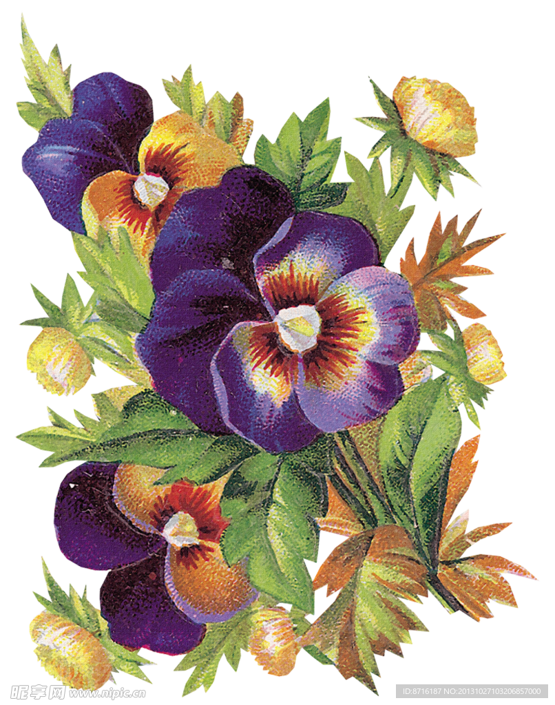 复古蝴蝶兰花朵