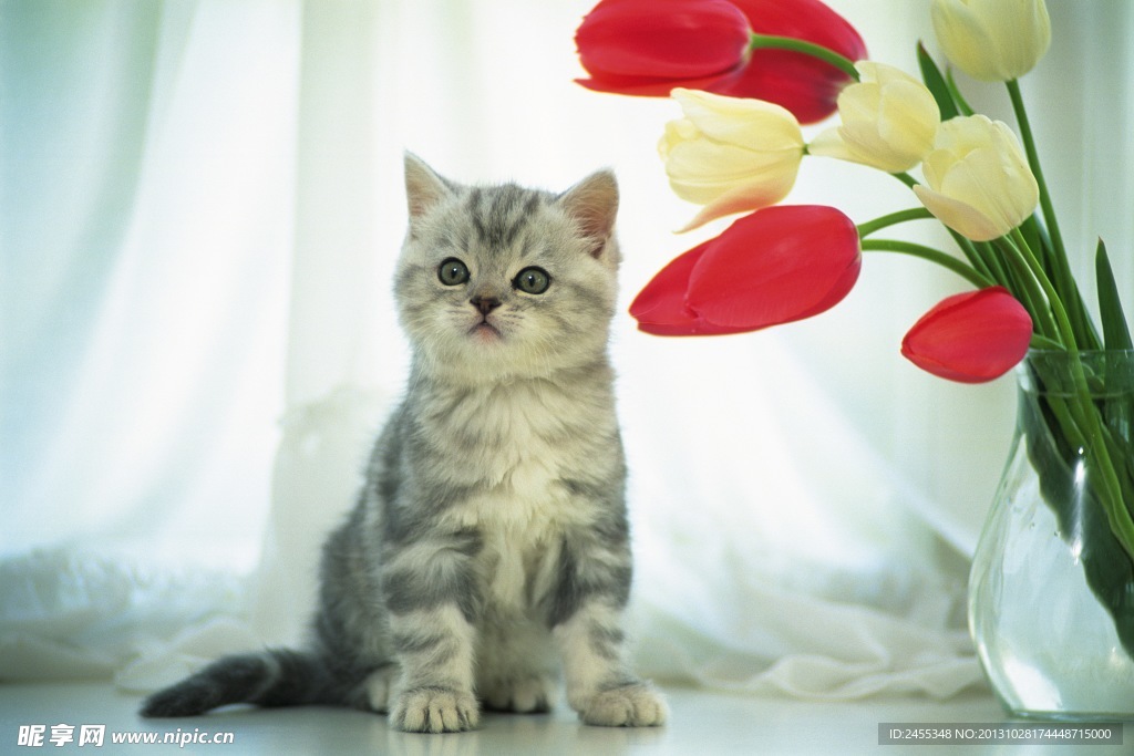 宠物猫图片素材下载