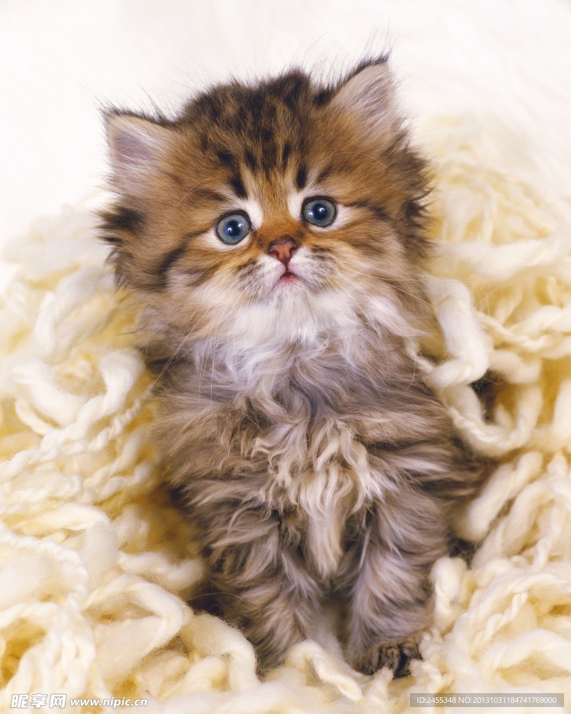猫咪