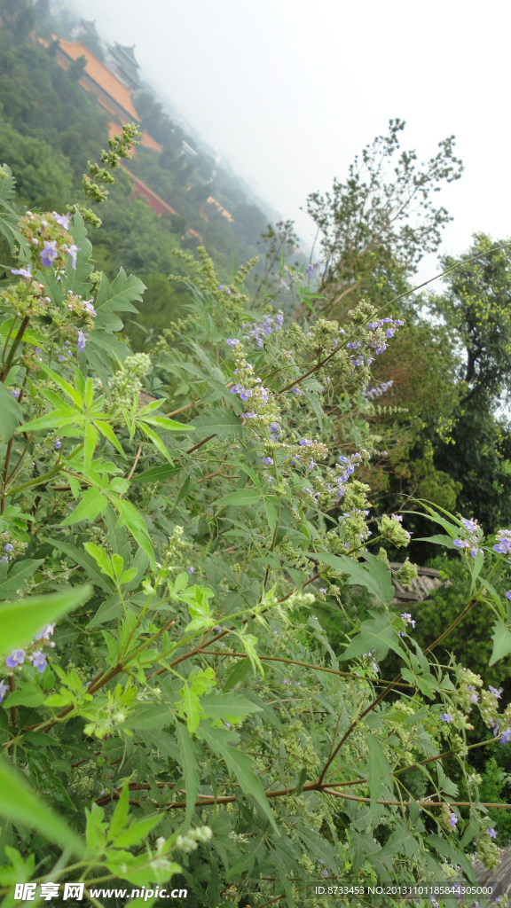 山野花草