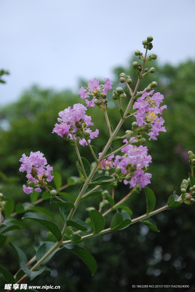紫薇花