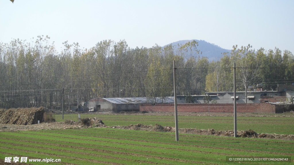 麦田 树林