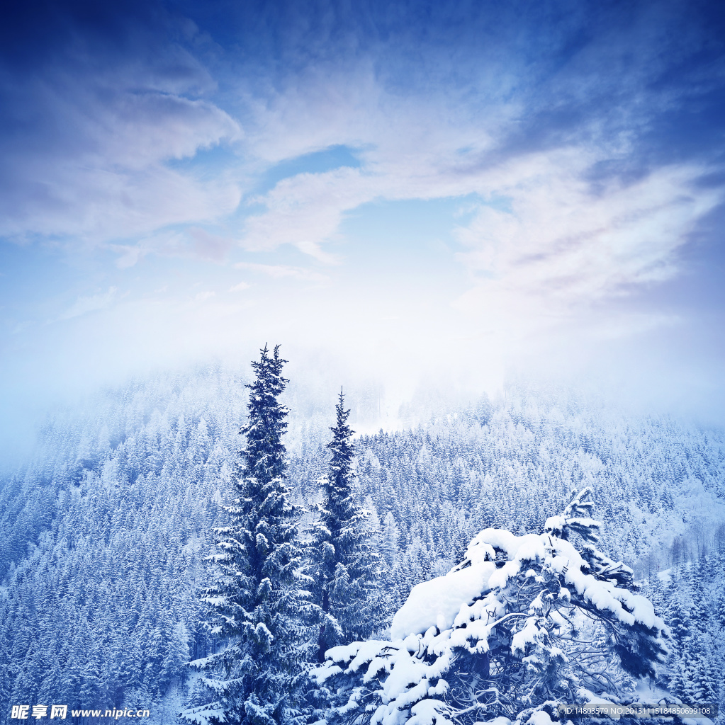 冬天雪松
