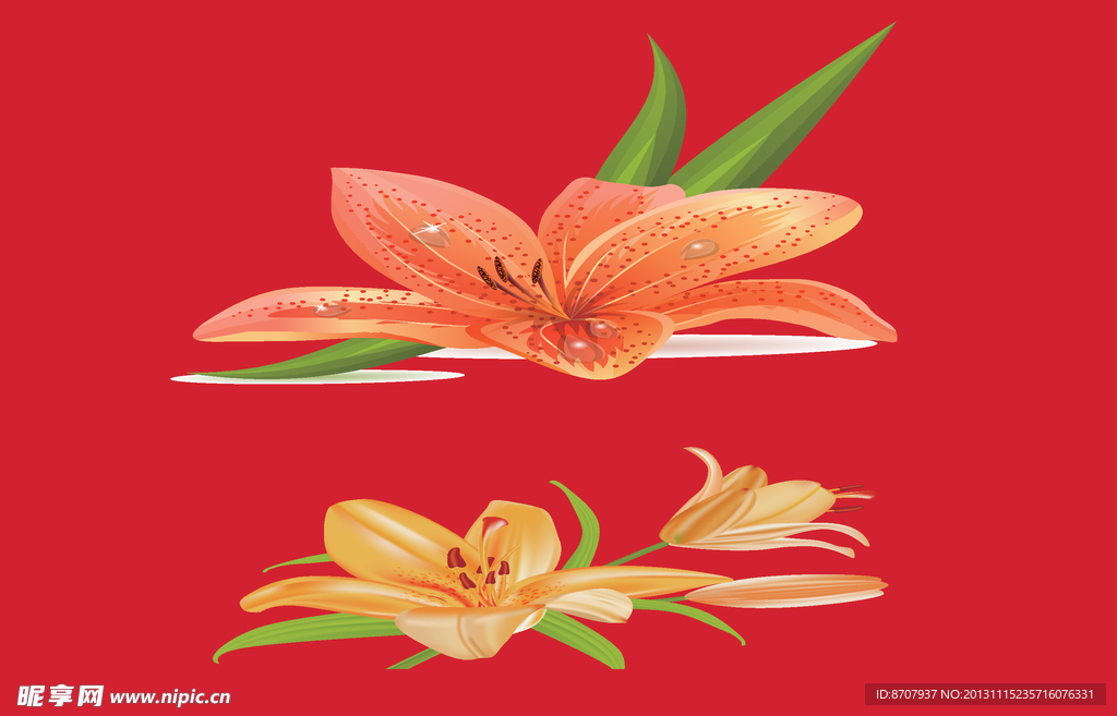 百合花图片
