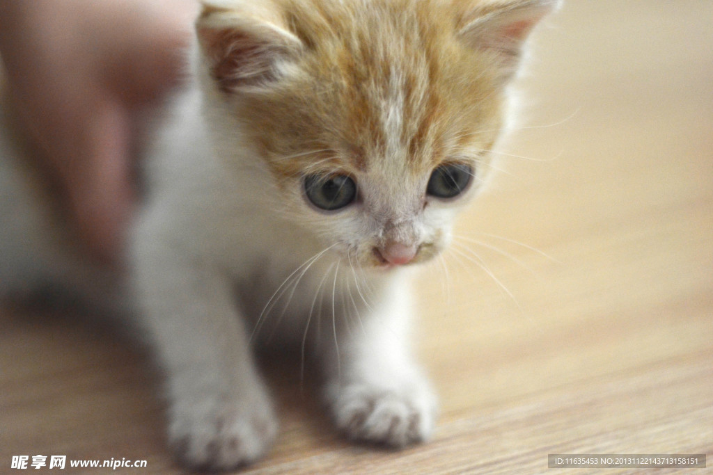 猫猫