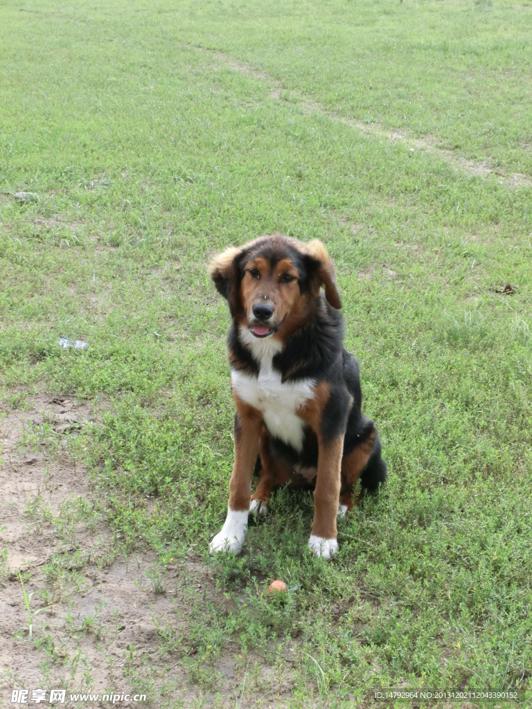 牧羊犬