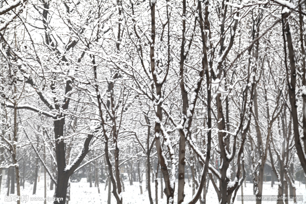 雪景 林