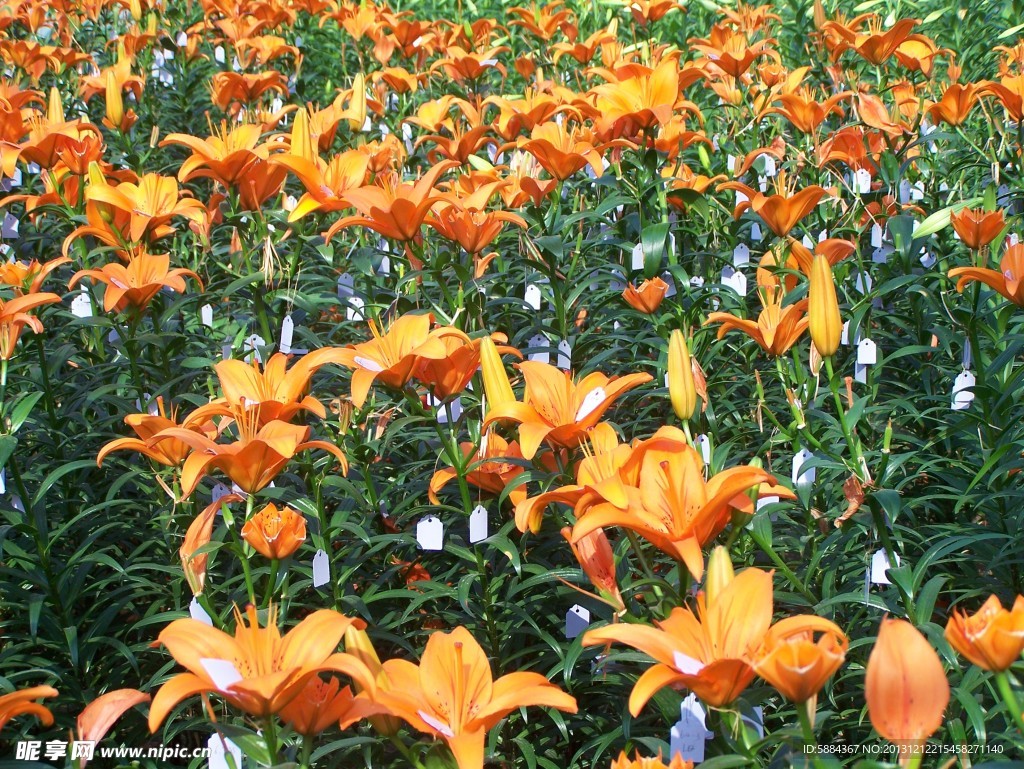 百合花卉
